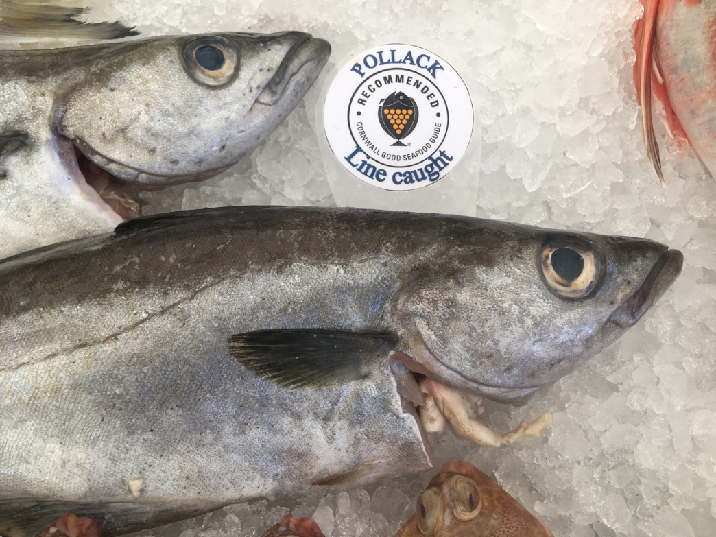 Warm water fish win in Cornish sustainability review Cornwall